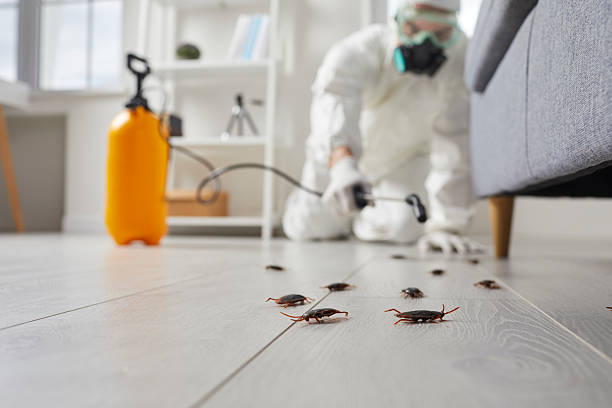 Commercial Kitchen Cockroach Control in Bedford